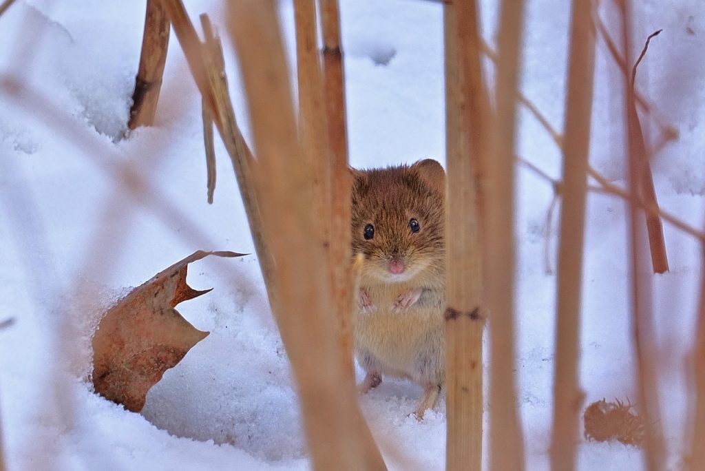 wood mouse, snow, winter, nature, cold, wildlife