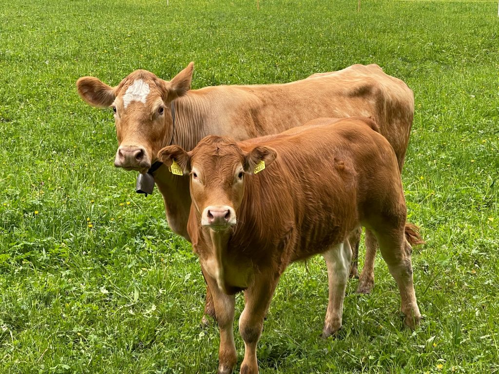 Two cows standing in a lush green Swiss pasture, showcasing rural farm life in Lauterbrunnen.