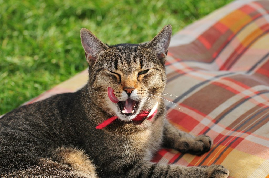 Adorable tabby cat yawning while resting on a plaid blanket outdoors.