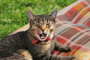 Adorable tabby cat yawning while resting on a plaid blanket outdoors.